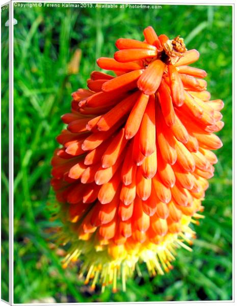 Red hot poker Canvas Print by Ferenc Kalmar