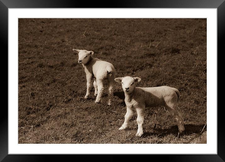 Twin Spring Lambs Framed Mounted Print by anna collins