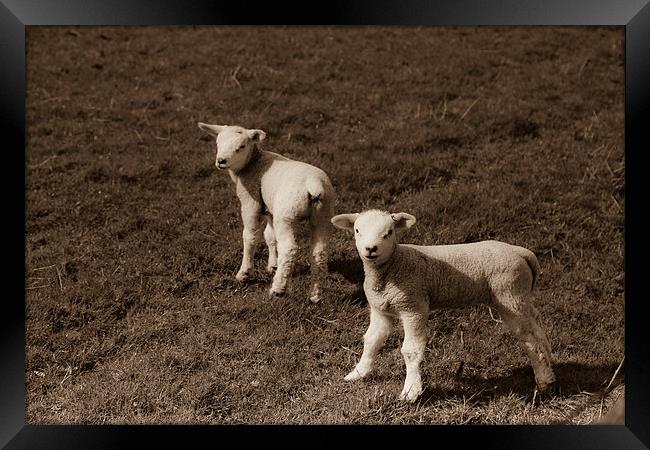 Twin Spring Lambs Framed Print by anna collins