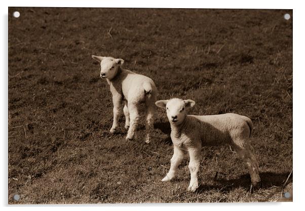 Twin Spring Lambs Acrylic by anna collins
