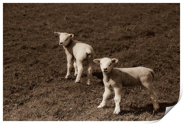 Twin Spring Lambs Print by anna collins