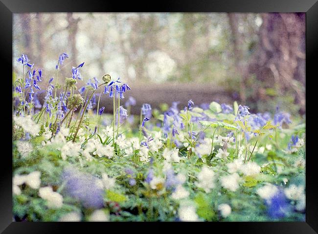 Tread Softly Framed Print by Dawn Cox