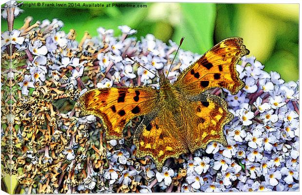 The Comma butterfly, artistically done Canvas Print by Frank Irwin