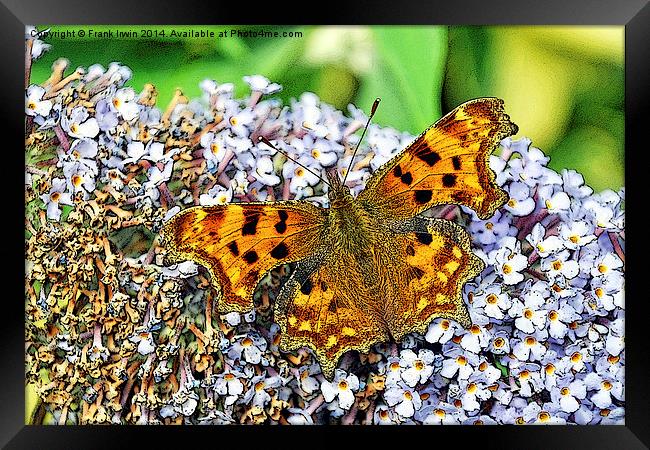The Comma butterfly, artistically done Framed Print by Frank Irwin