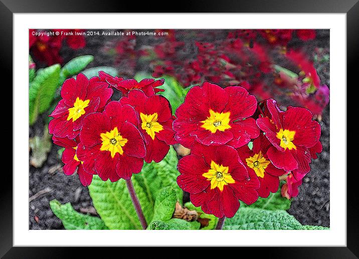 Primroses artistically portrayed Framed Mounted Print by Frank Irwin