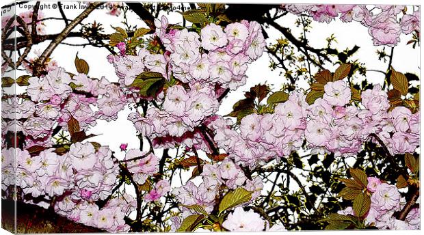 Cherry Blossom in Spring artistically portrayed, Canvas Print by Frank Irwin