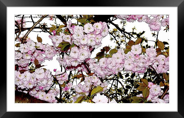 Cherry Blossom in Spring artistically portrayed, Framed Mounted Print by Frank Irwin