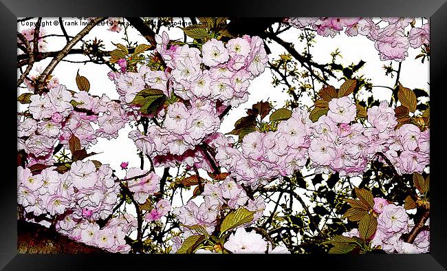 Cherry Blossom in Spring artistically portrayed, Framed Print by Frank Irwin
