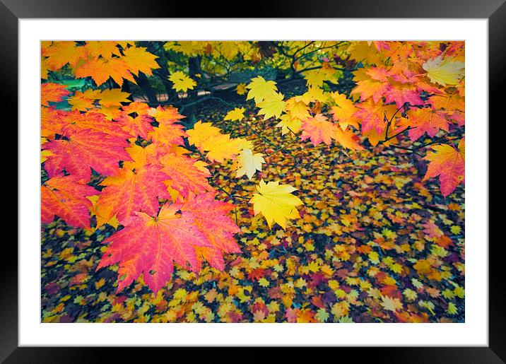 Autumn Leaves Framed Mounted Print by Iksung Nah