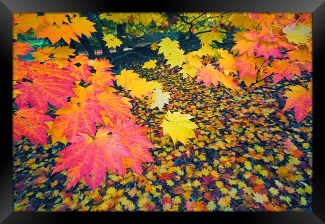 Autumn Leaves Framed Print by Iksung Nah