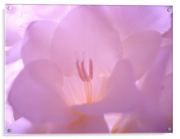 Lilac Mood Acrylic by james richmond