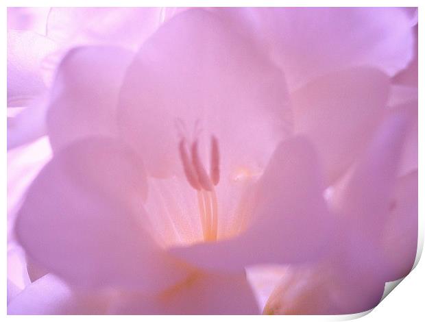 Lilac Mood Print by james richmond