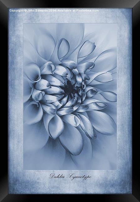 Cyanotype Dahlia Framed Print by John Edwards