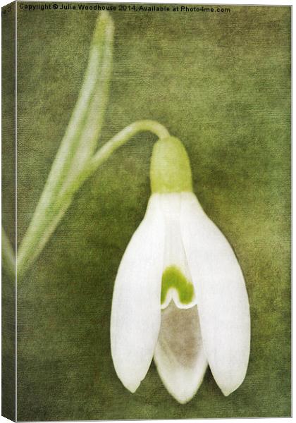 Snowdrop Canvas Print by Julie Woodhouse