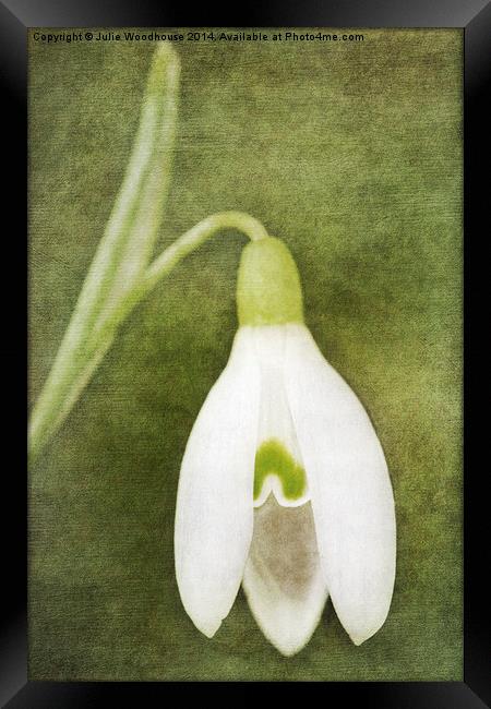 Snowdrop Framed Print by Julie Woodhouse