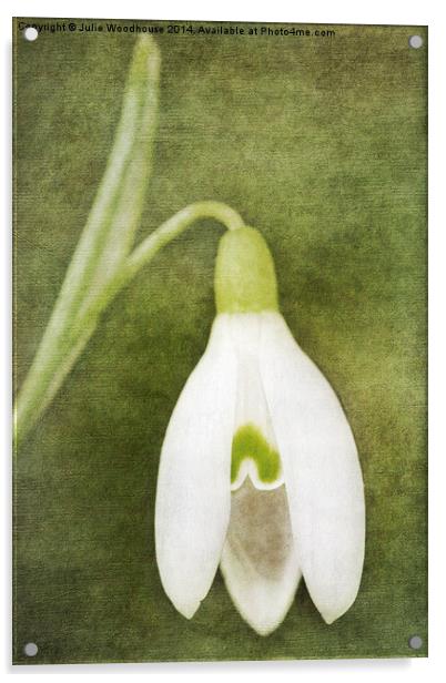 Snowdrop Acrylic by Julie Woodhouse