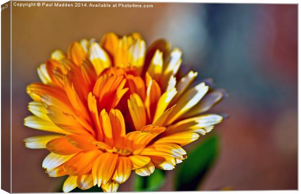 Marigold Canvas Print by Paul Madden