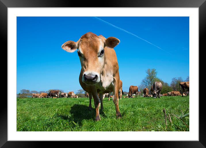 Jersey Moo Framed Mounted Print by Rob Hawkins