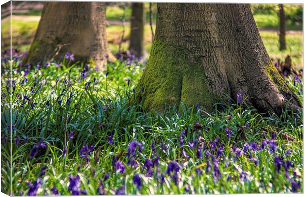 Bluebell woods Canvas Print by Thanet Photos