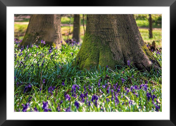 Bluebell woods Framed Mounted Print by Thanet Photos