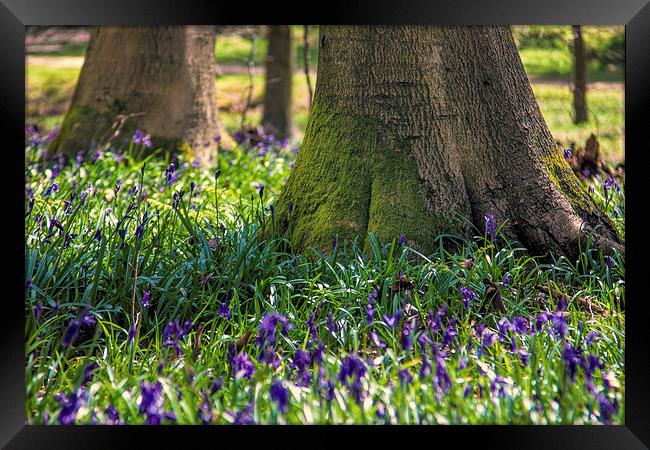 Bluebell woods Framed Print by Thanet Photos