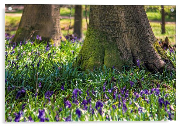 Bluebell woods Acrylic by Thanet Photos