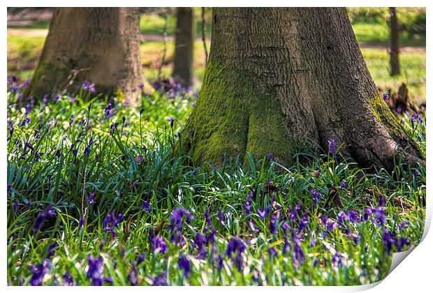 Bluebell woods Print by Thanet Photos