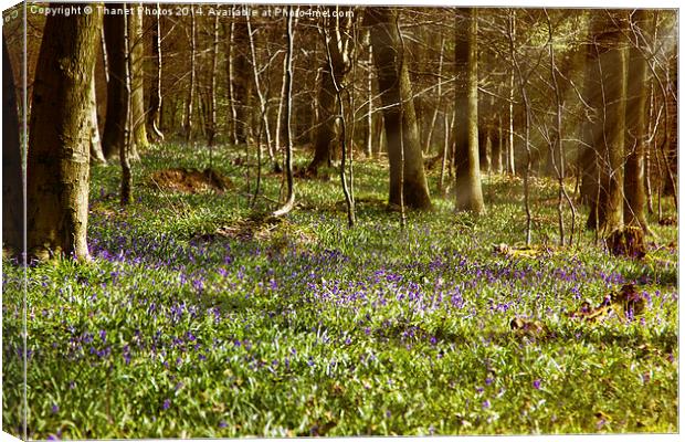 Bluebell woodland Canvas Print by Thanet Photos