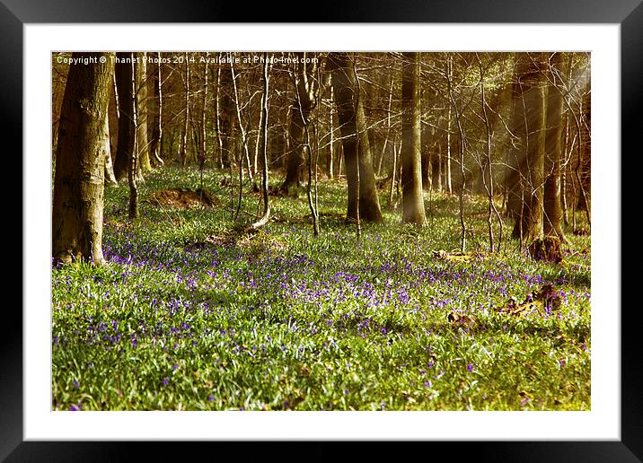Bluebell woodland Framed Mounted Print by Thanet Photos