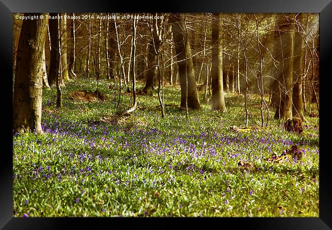 Bluebell woodland Framed Print by Thanet Photos