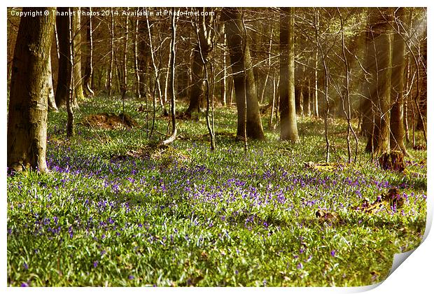 Bluebell woodland Print by Thanet Photos