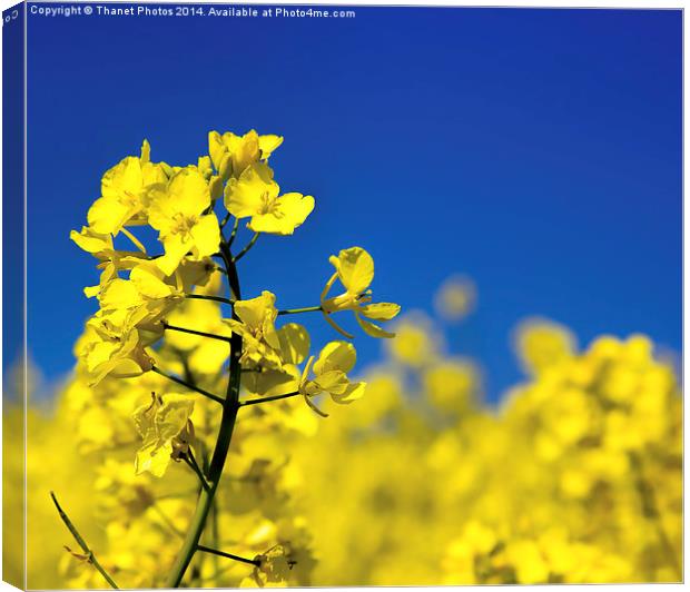 Yellow on Blue Canvas Print by Thanet Photos