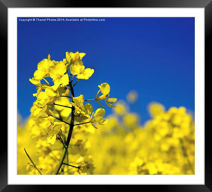 Yellow on Blue Framed Mounted Print by Thanet Photos