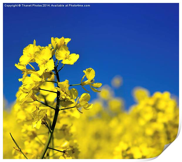 Yellow on Blue Print by Thanet Photos