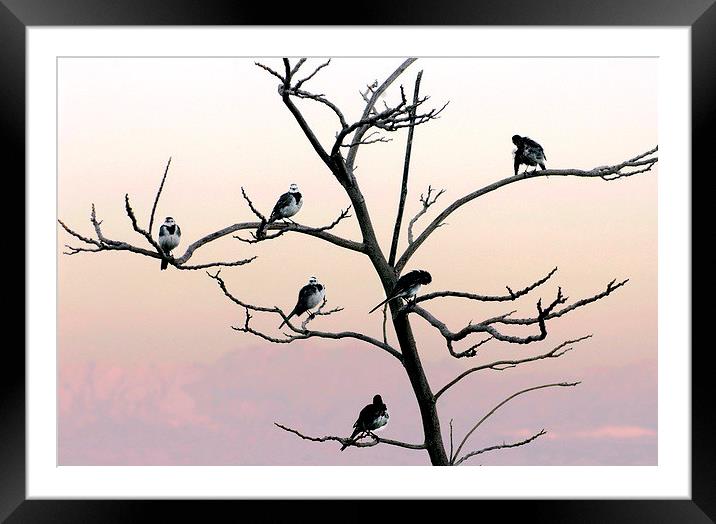 The Posing Tree Framed Mounted Print by Jacqueline Burrell