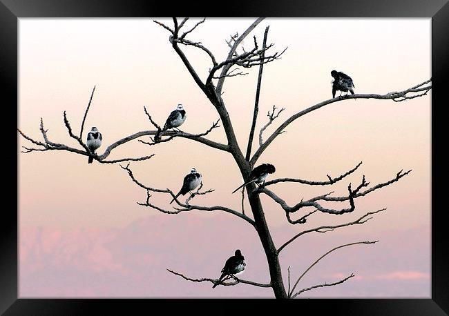 The Posing Tree Framed Print by Jacqueline Burrell