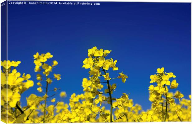 Hay fever Canvas Print by Thanet Photos