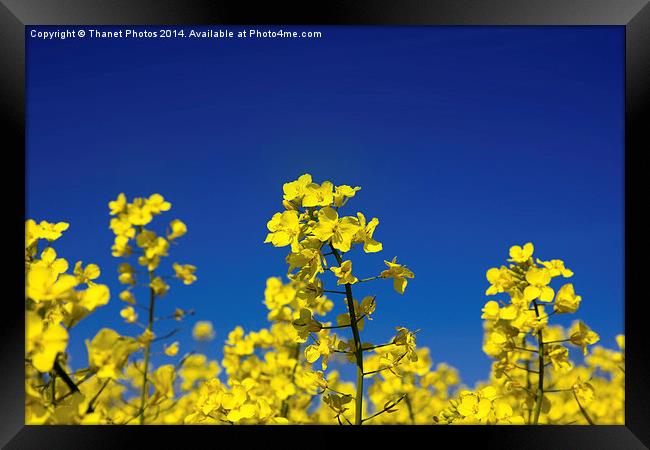 Hay fever Framed Print by Thanet Photos