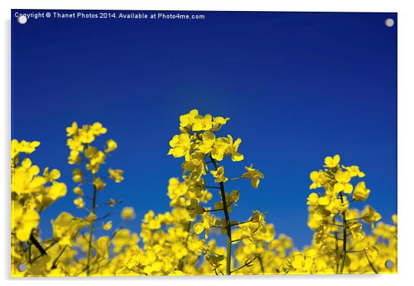 Hay fever Acrylic by Thanet Photos