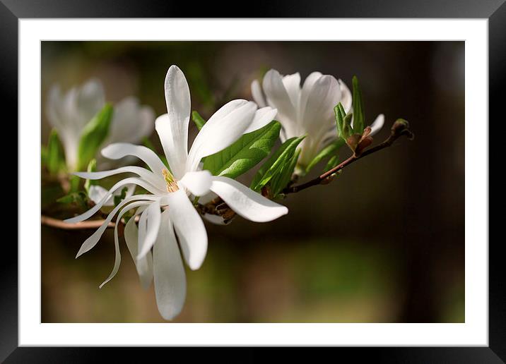 Magnolia Flower Framed Mounted Print by Mark Harrop