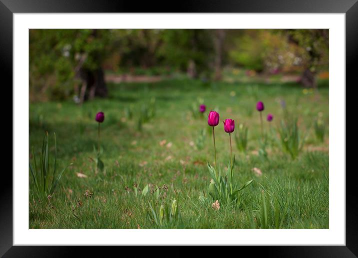 Tulips Framed Mounted Print by Mark Harrop