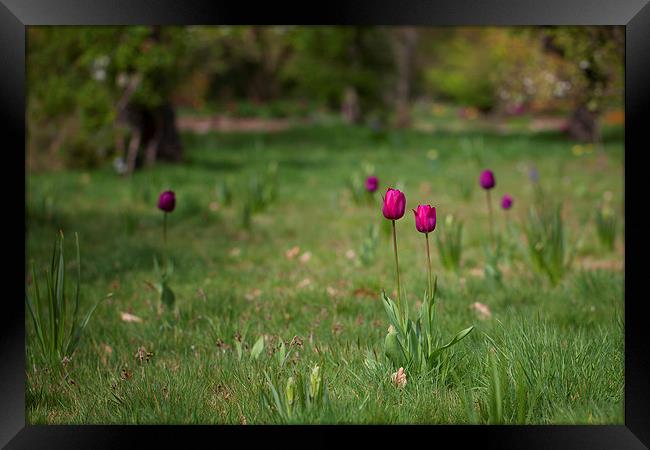 Tulips Framed Print by Mark Harrop