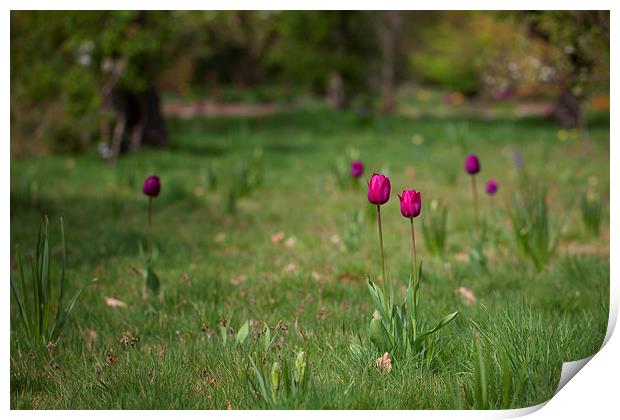 Tulips Print by Mark Harrop
