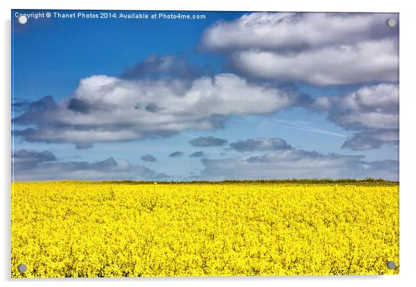 Hay Fever time Acrylic by Thanet Photos