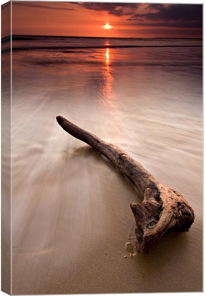 Driftwood at sunset Canvas Print by David Stephens