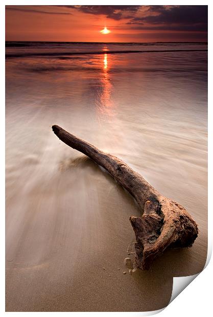 Driftwood at sunset Print by David Stephens