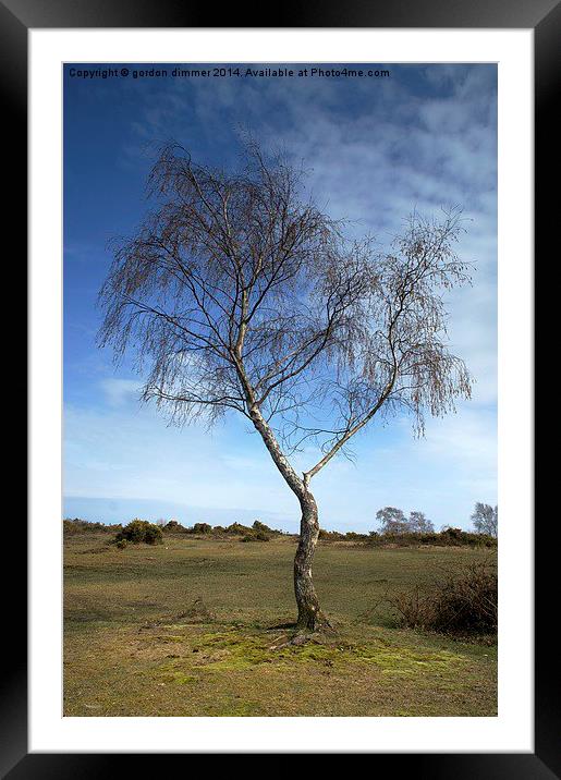 The Lone Tree Framed Mounted Print by Gordon Dimmer