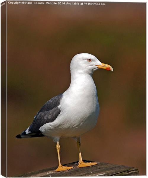 Lesser Black-Backed Gull Canvas Print by Paul Scoullar