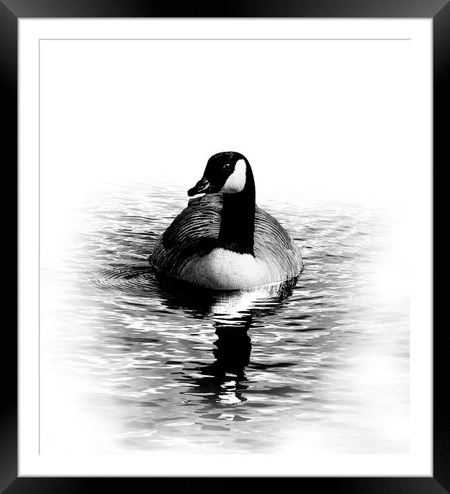 Goose Framed Mounted Print by Simon Alesbrook