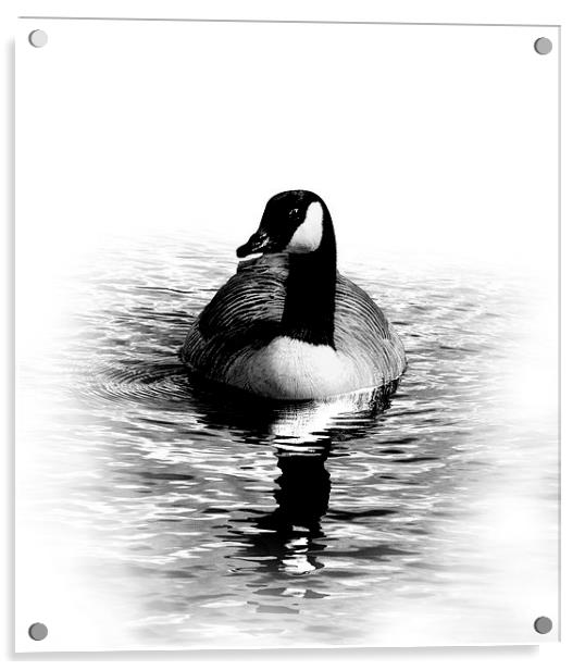 Goose Acrylic by Simon Alesbrook